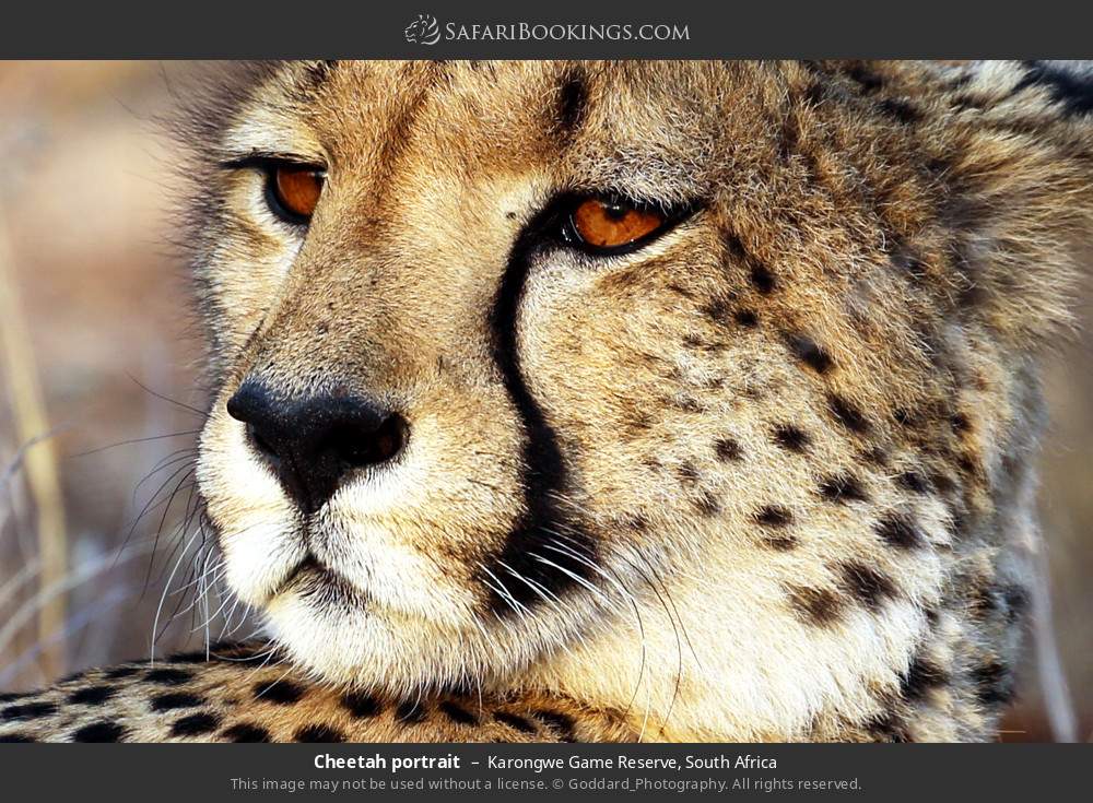 Cheetah portrait in Karongwe Private Game Reserve, South Africa
